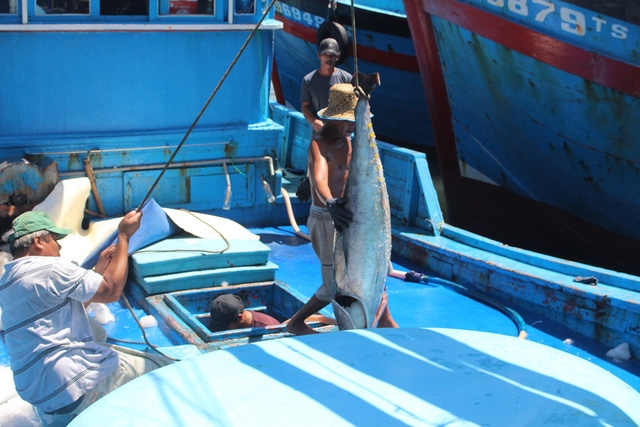 Theo các ngư dân, đây là chuyến biển mà họ trúng đậm cá ngừ đại dương, trung bình 50-60 con/tàu