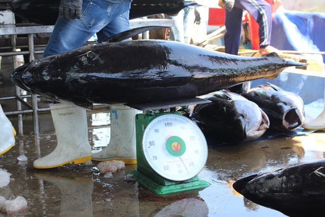 Những con cá ngừ đại dương khủng từ Trường Sa