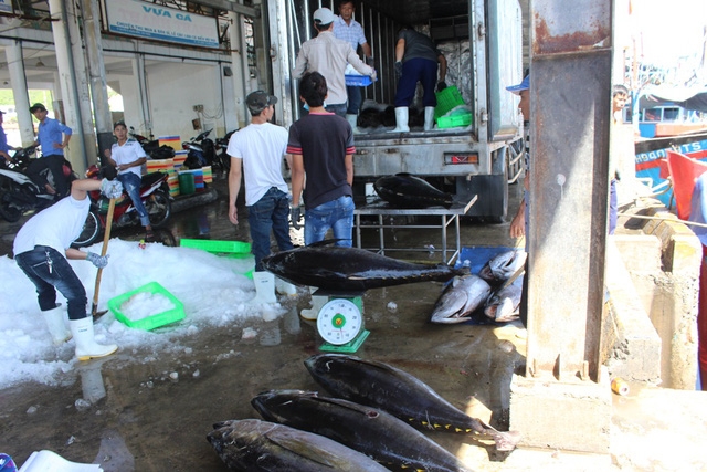 Cảng cá Hòn Rớ (TP Nha Trang) nhộn nhịp cảnh mua bán cá ngừ đại dương