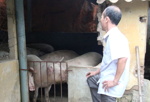 Người chăn nuôi điêu đứng vì giá lợn xuống thấp kịch sàn