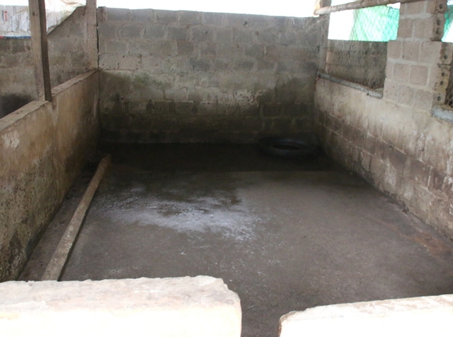 Nhiều gia đình không dám tái đàn vì chưa biết bao giờ giá lợn mới khởi sắc.