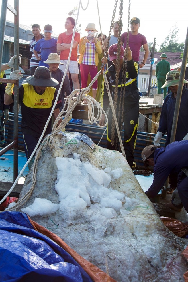 Ngu dan vot duoc ca la nang 400 kg o vung bien Truong Sa hinh anh 1