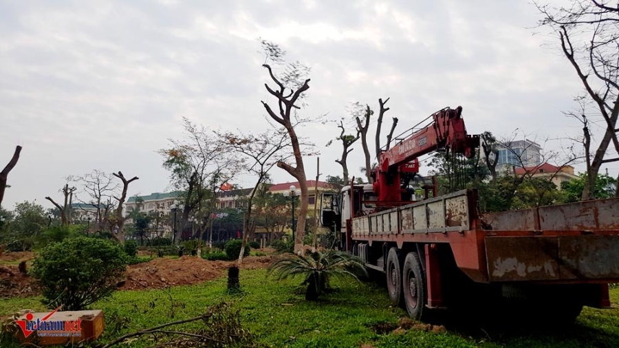 Thái Bình, di dời cây xanh, công viên trung tâm, chặt hạ cây xanh