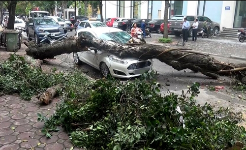 nhieu-cay-xanh-o-ha-noi-bi-do-vi-khong-co-re