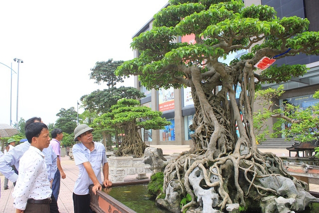 Theo người chơi cây cảnh, sở dĩ cây “Mâm xôi con gà” tạo được sức hút là bởi nó hội tụ đủ 4 yếu tố “cổ - kỳ - mỹ - văn” và giống như một bức tranh thiên nhiên hoàn thiện với “Tay ngón long quần thụ - Bông tán tản vân - Thân vách dáng làng – Thạch thụ tương sinh”. Tháng 4/2012, siêu cây triệu đô của đại gia đất Việt Trì đã được lên trang bìa của tạp chí về nghệ thuật chơi cây cảnh BCI của Mỹ. Trong một triển lãm sinh vật cảnh, Mâm xôi con gà được định giá 6 triệu USD, tương đương với 120 tỷ đồng.