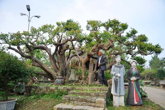 “Siêu cây” trâm vối của ông Nguyễn Văn Ngọ (63 tuổi, Thạch Thất, Hà Nội) từng gây xôn xao dư luận khi được định giá lên tới 10 tỷ đồng. Cây có tuổi đời vài trăm năm, thân cây uốn lượn với 19 nhánh tựa như những con rồng đang bay lên khỏi mặt đất.