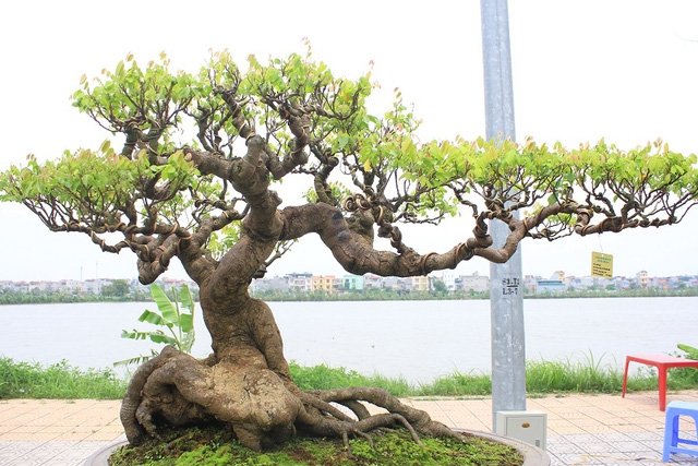 Tác phẩm “Cây khế” của tác giả Huỳnh Thanh Tuyên (Bình Định) có tuổi đời khoảng 120 năm. Ông Tuyên cho hay, cây được xem là “báu vật” của dòng họ Huỳnh của mình và ông Tuyên là đời thứ 3 được truyền lại tác phẩm này. Cây có dáng huyền, mang vẻ cổ kính nhưng vẫn gợi nét tinh tế, uyển chuyển và có giá vào khoảng 1,5 tỷ đồng.