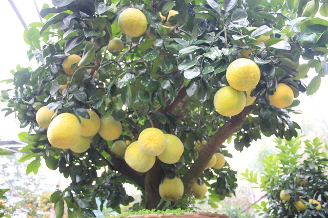 Từ gốc cây bưởi mọc ra 5 nhánh, tượng trưng cho dáng “ngũ phúc”. Theo nhiều dân chơi cây cảnh, với những nét đẹp tự nhiên về số lượng quả, hoa, lộc và bộ rễ lâu năm, cây này có thể coi là quý, hiếm trên thị trường hiện nay.
