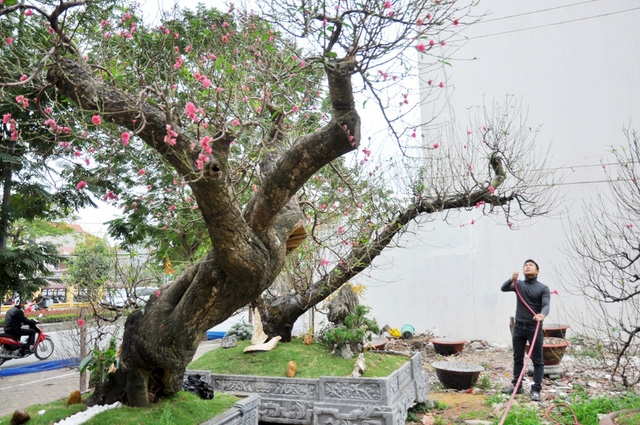  Hai cây đào có chiều cao gần 2m, đường kính thân khoảng 50cm, thuộc giống đào rừng nguyên thủy ở Mộc Châu (Sơn La). Để đánh được 2 gốc đào này về Hà Nội anh đã phải thuê 15 thợ, băng rừng vượt núi trong nhiều ngày. Sau đó, bứng rễ chở bằng xe trâu rồi mới thuê ô tô đánh thẳng về vườn. Quá trình này diễn ra khá kỳ công, tỷ mỉ để đảm bảo rễ và thân đào không bị dập nát. Cây được đánh giá là độc đáo bởi gốc lũa, thân vảy mốc, gốc vặn mình tựa như thân rồng đang vươn mình lên khỏi mặt đất. Vào dịp Tết Đinh Dậu vừa rồi, hai cây đào rừng cổ thụ này được anh Hoan cho thuê với giá 80 -85 triệu đồng/cây và bán đứt với giá là 120 triệu đồng/cây 
