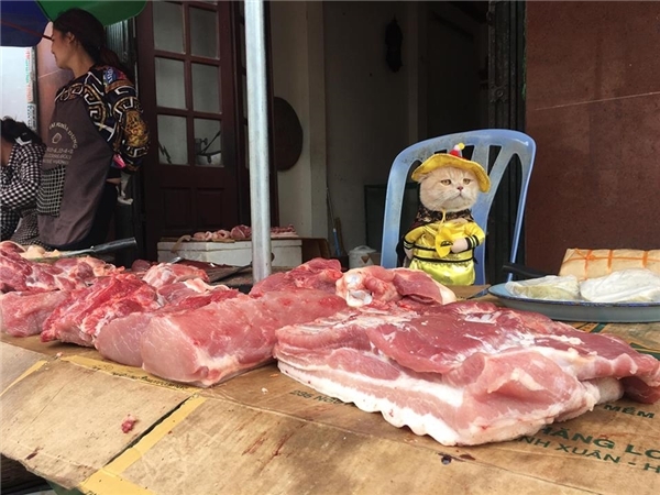 Chú mèo hóa hoàng thượng bán thịt, rau “cute phô mai que” nhất là đây