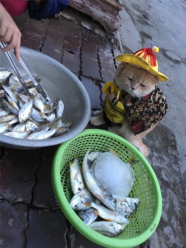 Chú mèo hóa hoàng thượng bán thịt, rau “cute phô mai que” nhất là đây