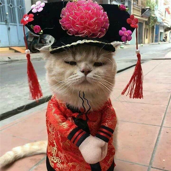 Chú mèo hóa hoàng thượng bán thịt, rau “cute phô mai que” nhất là đây