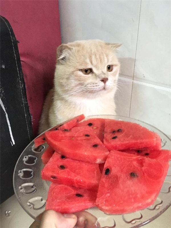 Đã bảo không muốn ăn rồi cứ dụ dỗ cái gì!