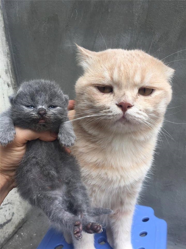 Mẹ con nên giống nhau là đúng rồi chứ sao mà so sánh.