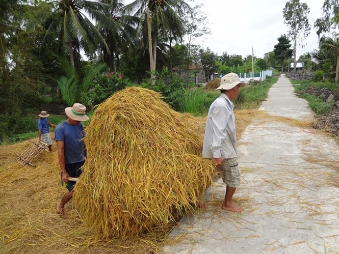 Rơm là nguồn phế phẩm trong sản xuất lúa nhưng nhiều năm gần đây nó đã trở thành sản phẩm hàng hóa /// Ảnh: Mai Vọng
