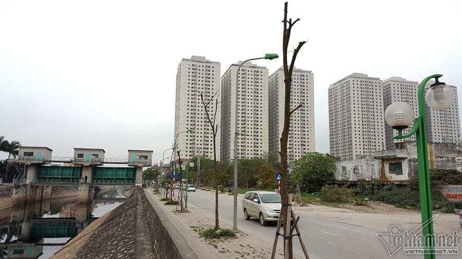 cây xanh, cây xanh chết, cây xanh Hà Nội