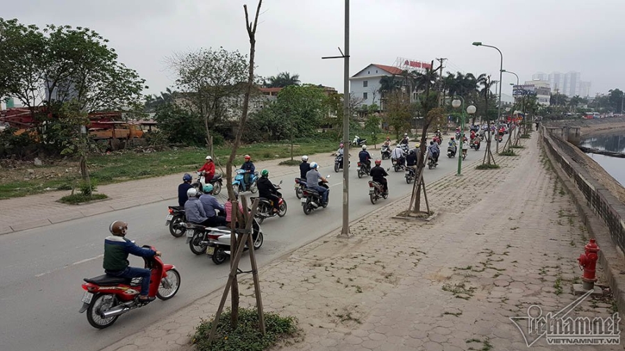 cây xanh, cây xanh chết, cây xanh Hà Nội