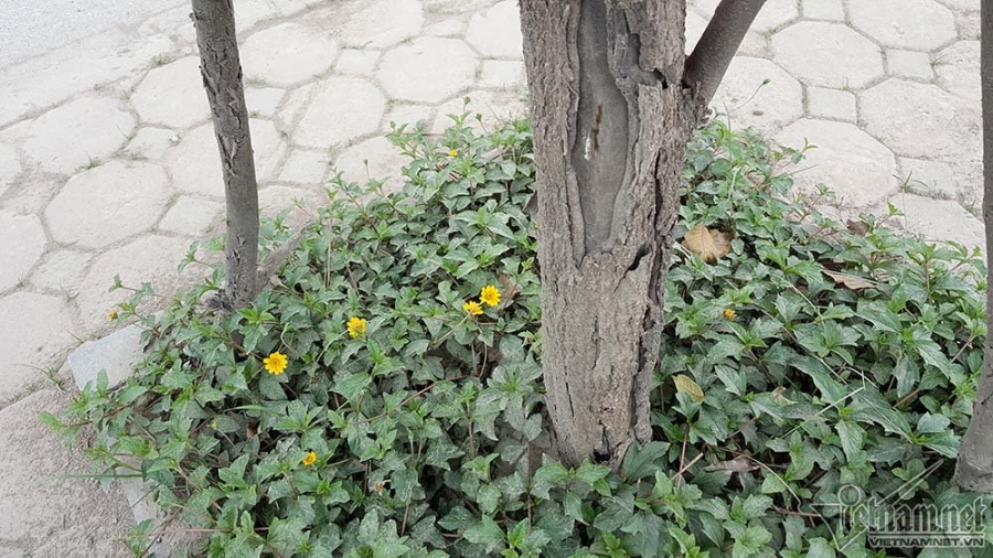 cây xanh, cây xanh chết, cây xanh Hà Nội