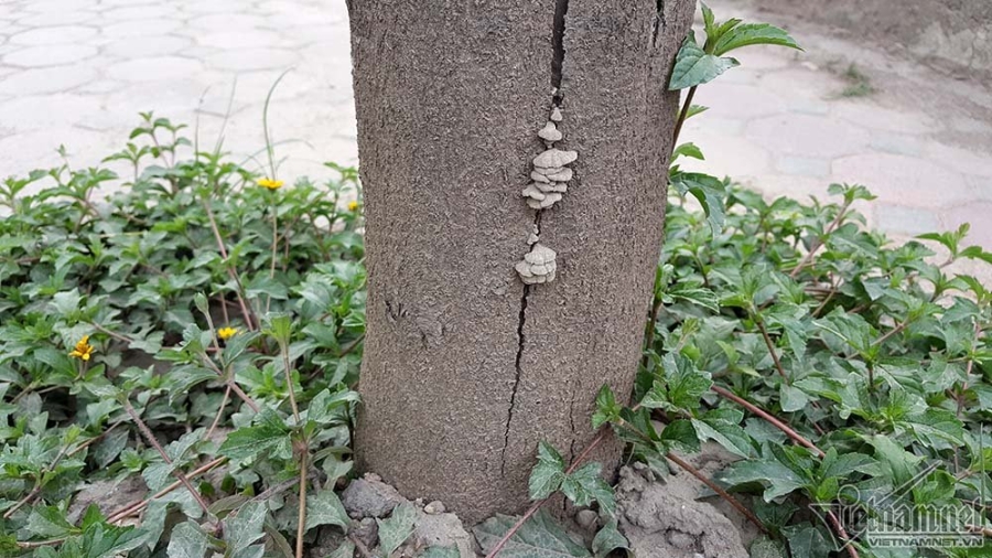 cây xanh, cây xanh chết, cây xanh Hà Nội