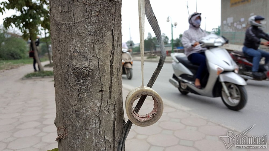 cây xanh, cây xanh chết, cây xanh Hà Nội