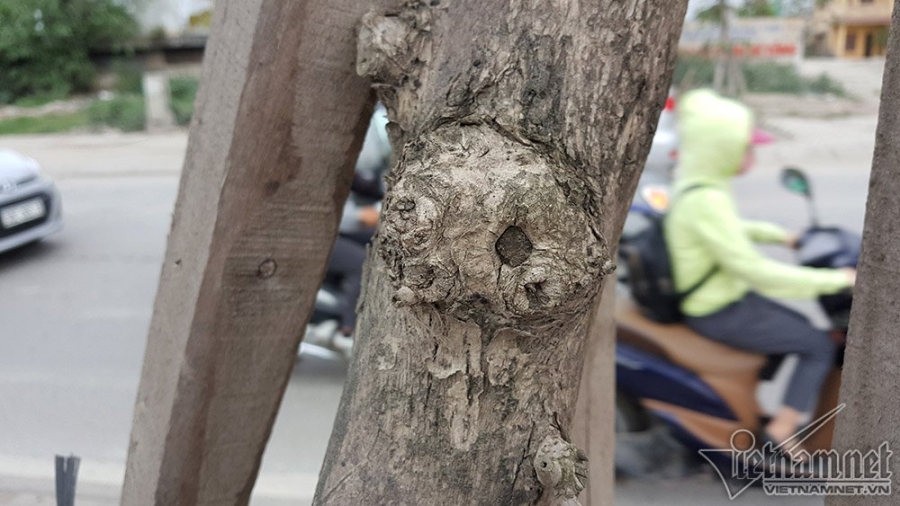 cây xanh, cây xanh chết, cây xanh Hà Nội