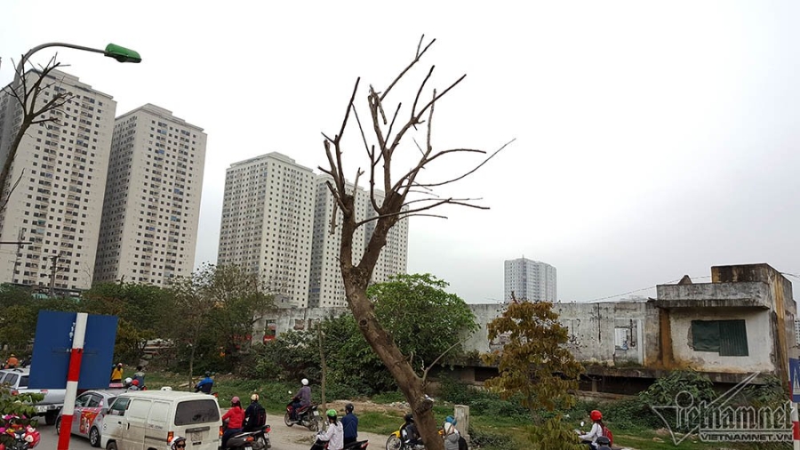 cây xanh, cây xanh chết, cây xanh Hà Nội