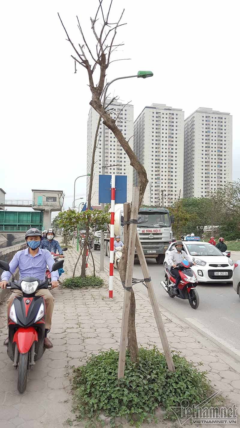 cây xanh, cây xanh chết, cây xanh Hà Nội