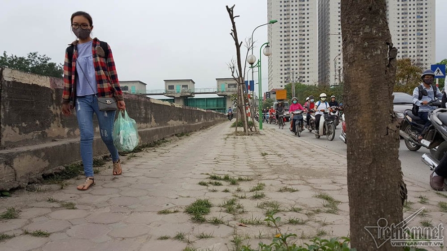 cây xanh, cây xanh chết, cây xanh Hà Nội
