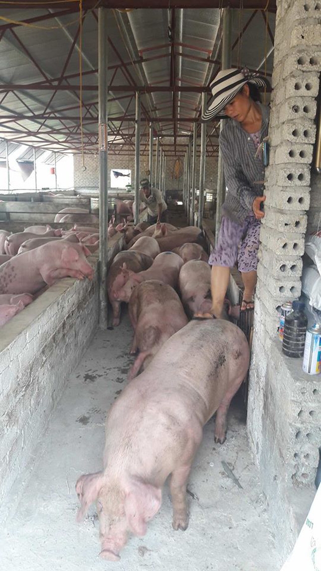  Người chăn nuôi gặp khó khi kể từ khi Trung Quốc ngừng nhập khẩu lợn thịt. 