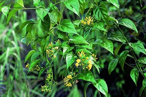 bo-y-te-de-nghi-cac-truong-chat-bo-ngay-cac-cay-va-hoa-chua-chat-doc