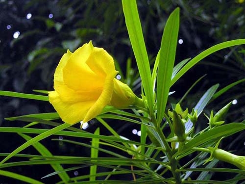bo-y-te-de-nghi-cac-truong-chat-bo-ngay-cac-cay-va-hoa-chua-chat-doc-3
