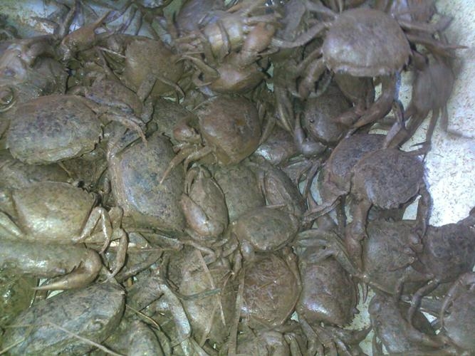 cua đồng, cua nuôi, thực phẩm bẩn, cua xay