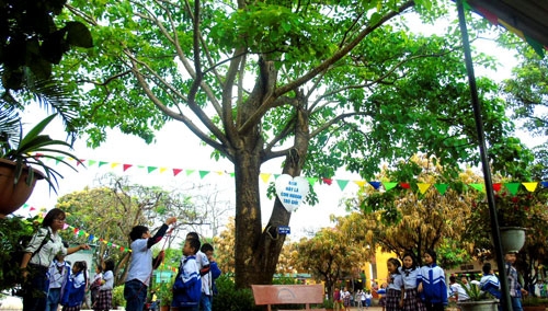 hiem hoa tu cay ngo dong tai cac truong hoc hinh anh 1