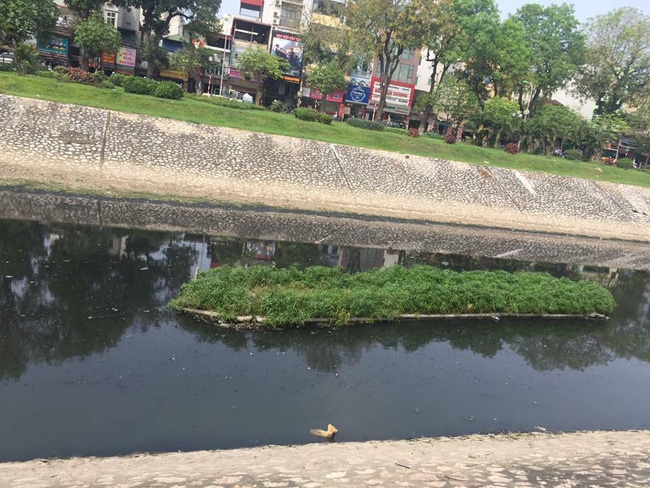 Hà Nội: Chú chó mắc bệnh care khó chữa bị chủ thẳng tay ném xuống sông Tô Lịch - Ảnh 2. Hà Nội: Chú chó mắc bệnh care khó chữa bị chủ thẳng tay ném xuống sông Tô Lịch - Ảnh 2.