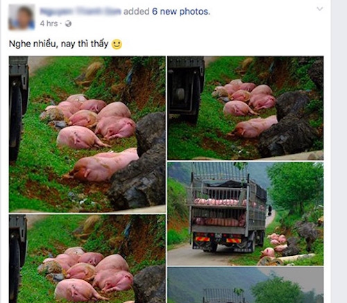 Xôn xao hình ảnh đàn heo bị 
