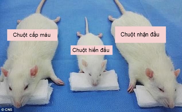 tq: ghep thanh cong dau chuot, sap ghep dau nguoi hinh anh 1
