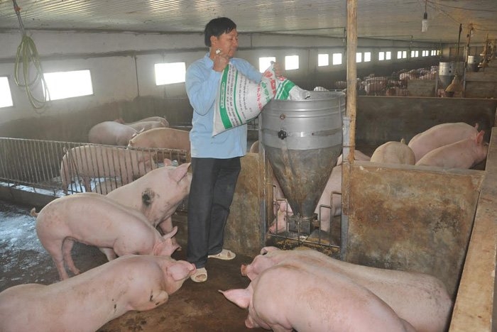 giải cứu lợn, giá thịt lợn giảm mạnh, chăn nuôi lợn, thịt lợn, ngân hàng nhà nước, bộ tài chính
