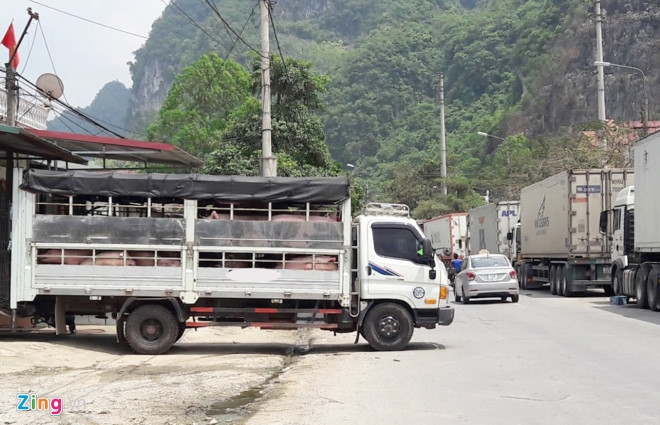 Tieu thuong thue nguoi ganh heo ban tieu ngach qua Trung Quoc hinh anh 2