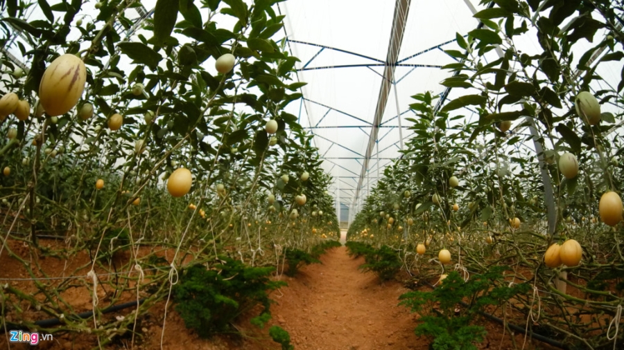 Trang trai dua hau ti hon 10 mui o Da Lat hinh anh 2