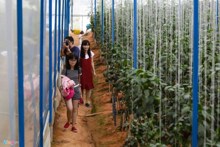 Trang trai dua hau ti hon 10 mui o Da Lat hinh anh 9