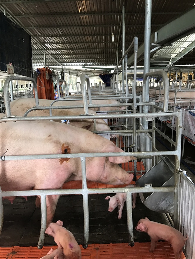 Đau đớn người nuôi heo giống phải bán 1 tặng 1 - Ảnh 1.