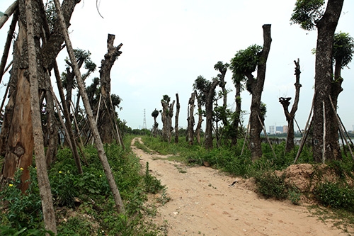 ha noi: hang loat “lao” xa cu chet kho tai vuon uom hinh anh 1