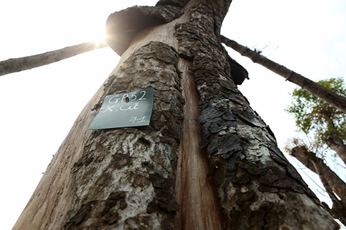 ha noi: hang loat “lao” xa cu chet kho tai vuon uom hinh anh 3