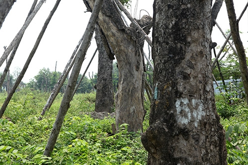 ha noi: hang loat “lao” xa cu chet kho tai vuon uom hinh anh 6