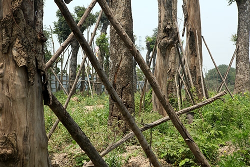 ha noi: hang loat “lao” xa cu chet kho tai vuon uom hinh anh 7