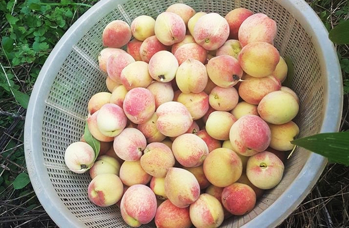 Khách hái đào chín, dâu tây đỏ tại vườn ở Sa Pa