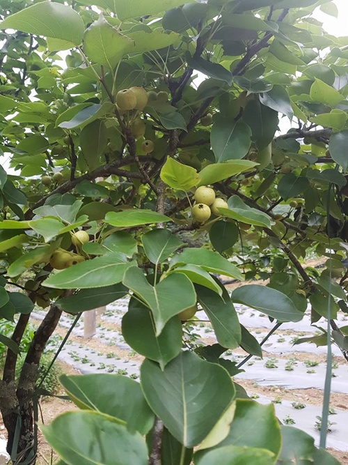Khách hái đào chín, dâu tây đỏ tại vườn ở Sa Pa