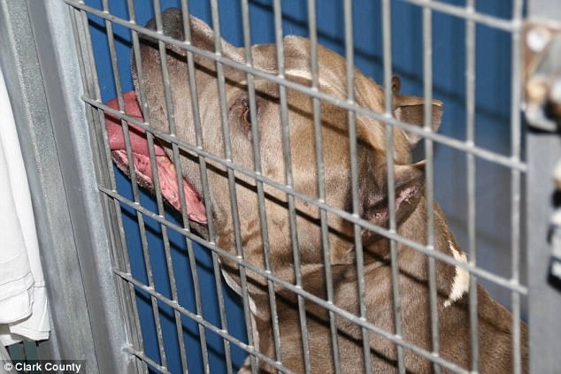 Bé gái 6 tháng tuổi bị chó Pit bull nuôi 9 năm cắn chết khi đang chơi trong xe tập đi - Ảnh 2.