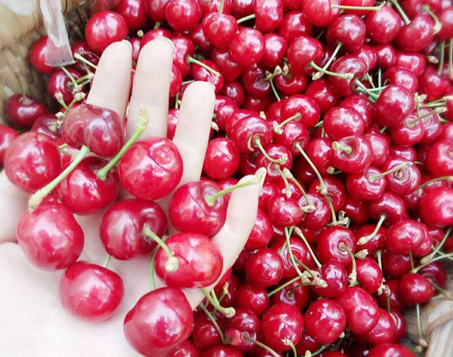hoa quả trung quốc, hoa quả nhập khẩu, hoa quả giá rẻ, cherry,