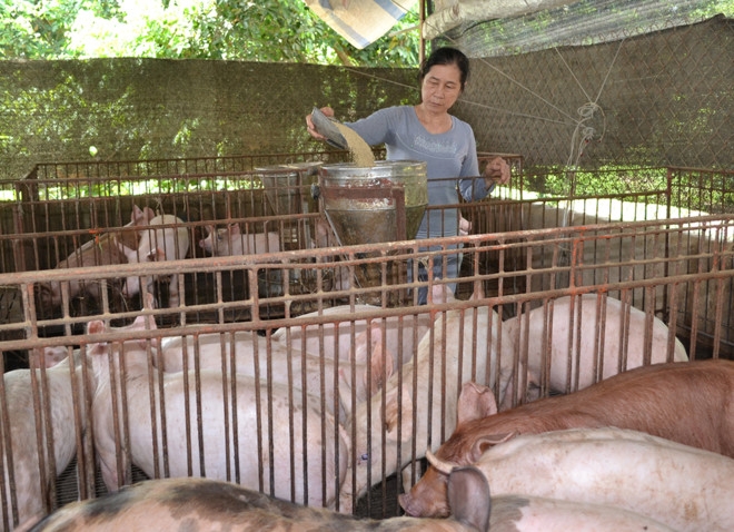 Heo hoi tai Dong Nai tang gia 4.000 dong mot kg sau dot ‘giai cuu’ hinh anh 1